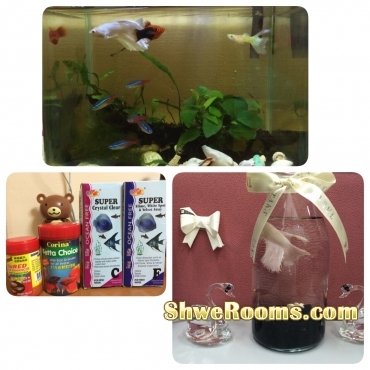 The whole set of fishes vat for sale 