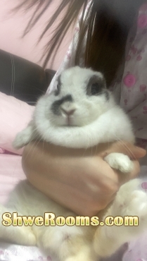Looking for forever home for my bunny 