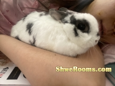 Looking for forever home for my bunny