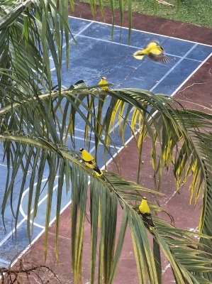 &&& Single room for rent at Bedok &&&